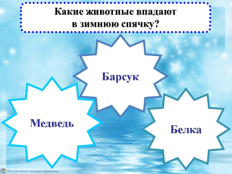 Какие животные впадают  в зимнюю спячку? Белка Медведь Барсук